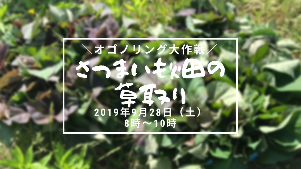 画像：【終了しました】オゴノリング大作戦！さつまいも畑の草取り（リベンジ！）