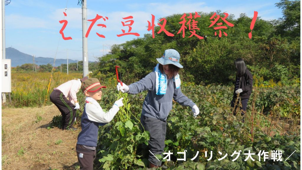 画像：【締め切りました】オゴノリング大作戦　枝豆収穫祭！